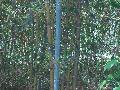 Kei-chiku Bamboo / Phyllostachys makinoi